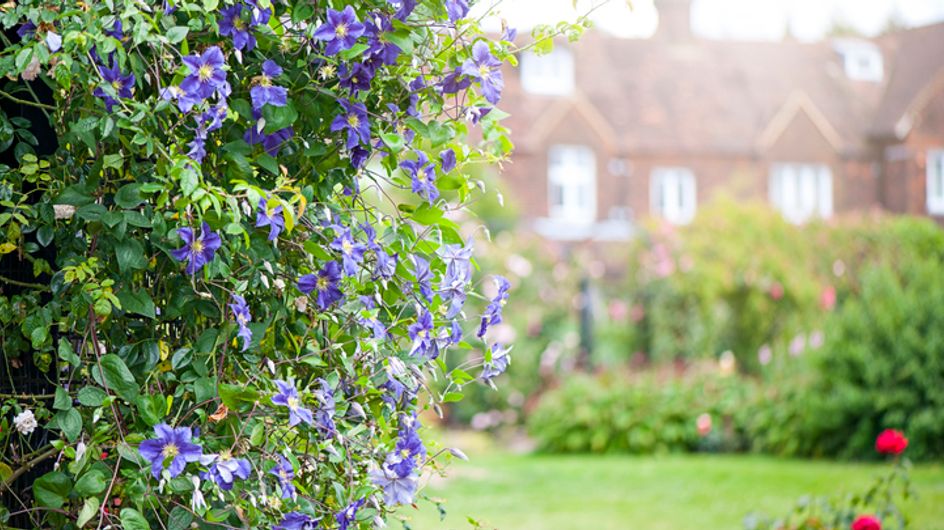 Piante Perenni Da Giardino I Consigli Giusti