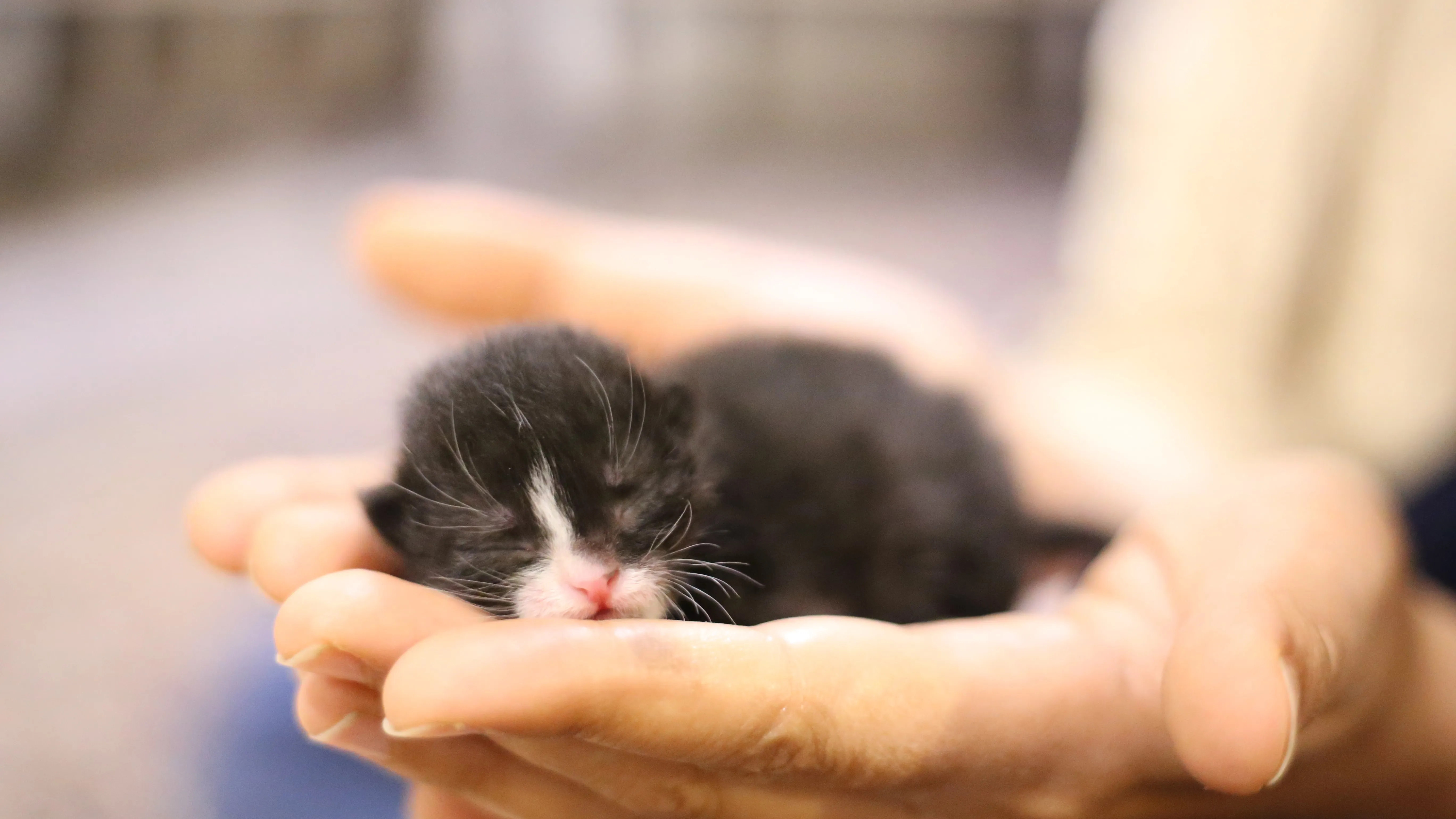 Je Viens D Euthanasier 4 Chatons Sterilisez Vos Animaux Bordel Le Cri De Colere D Un Veterinaire