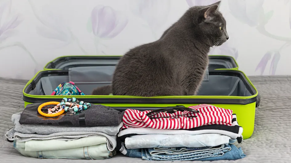 Les 8 trucs indispensables quand on voyage avec son chat