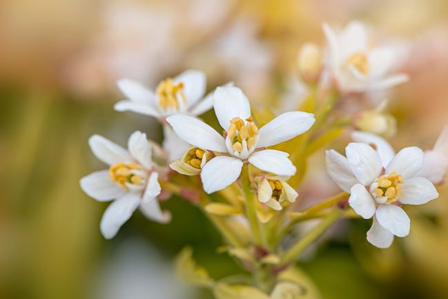 Apaiser Bebe Les Bienfaits De La Fleur D Oranger