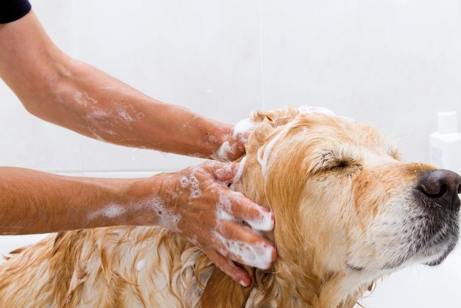 saopne di marsiglia: va benissimo per lavare Fido