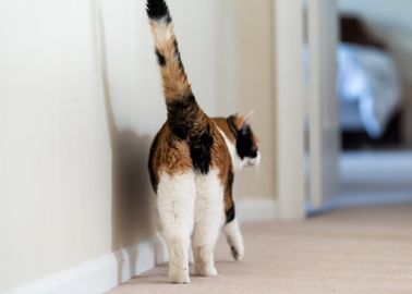 Mais Pourquoi Les Chats Aiment Tant Nous Montrer Leurs Fesses