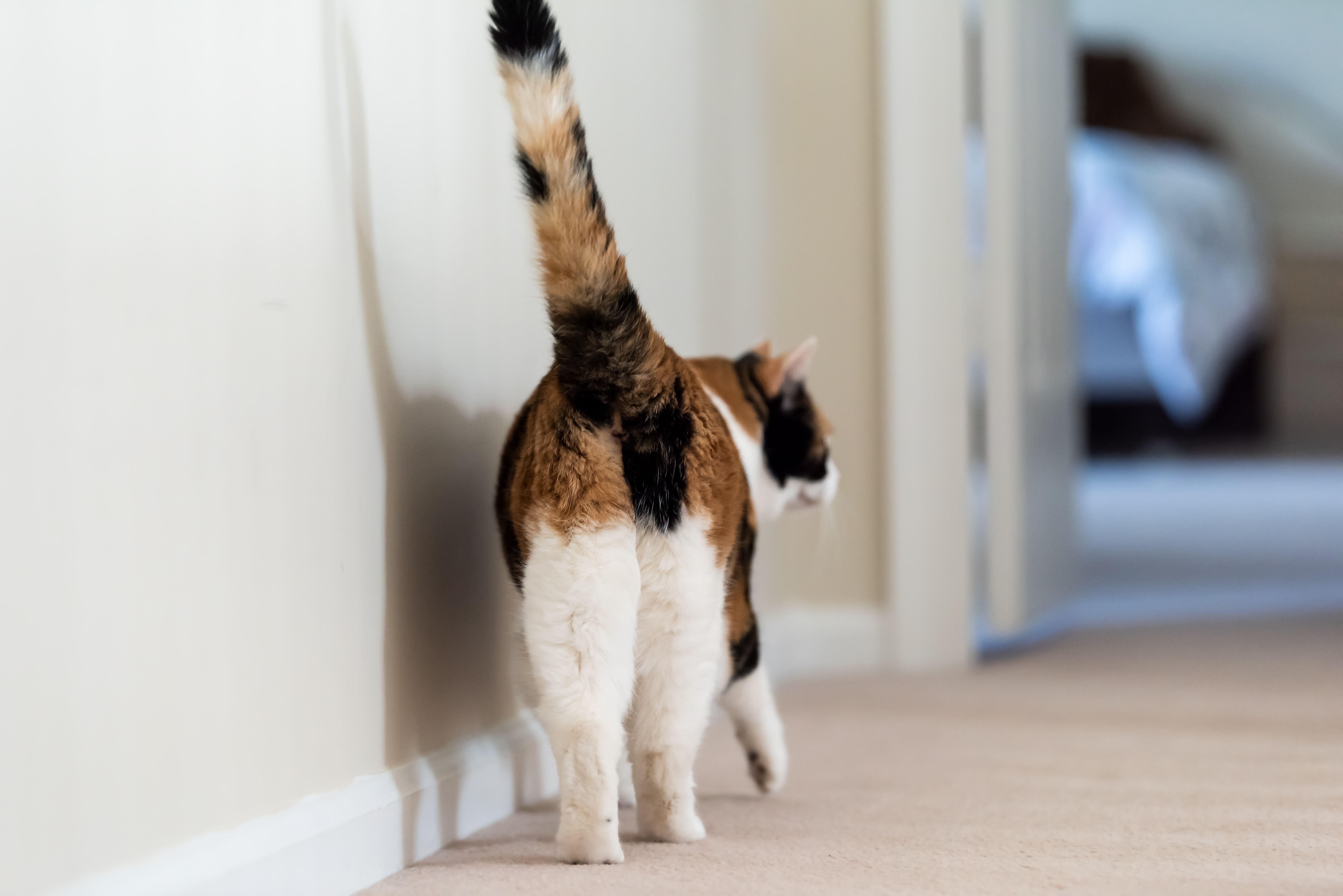 Mais Pourquoi Les Chats Aiment Tant Nous Montrer Leurs Fesses