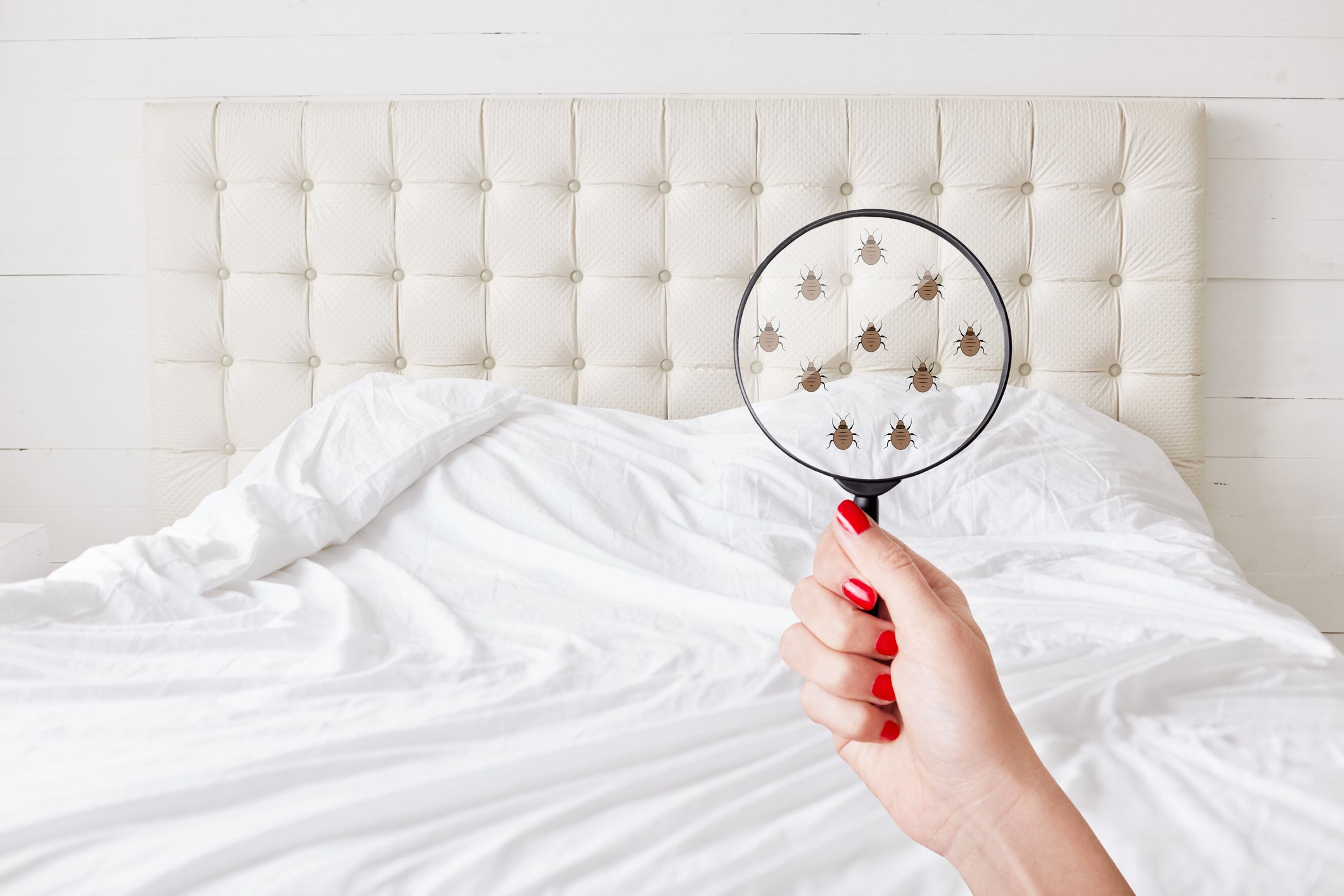 Punaise de lit : comment détecter leur présence et s'en débarrasser ?