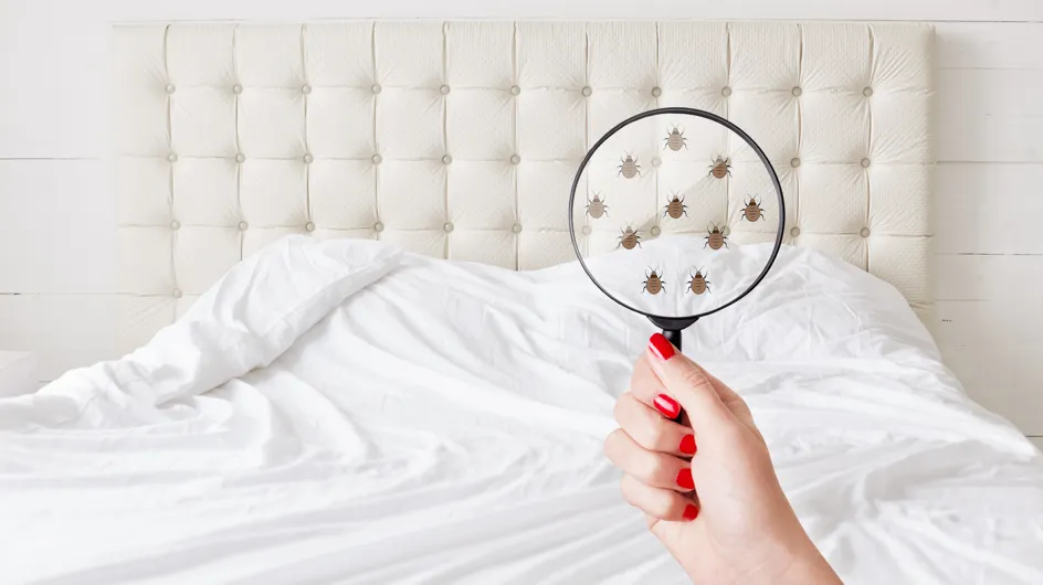 Comment savoir si on a des punaises de lit chez soi ? (et prévenir l'infestation)