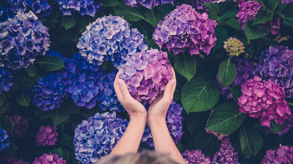 Fiori viola: le più belle piante da esterno rampicanti e perenni