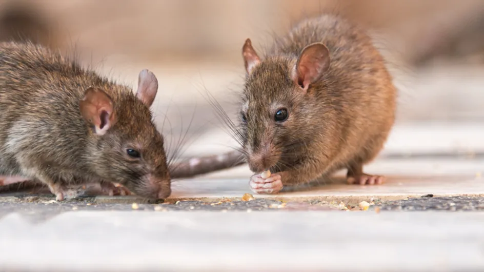 Marseille : une invasion de rats dans une maternelle impose des fermetures de classes