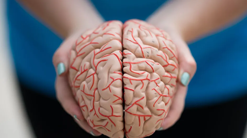 Régénérescence des neurones : Ce nouvel espoir pour lutter contre Alzheimer et Parkinson