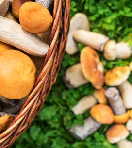 Cette erreur à ne plus faire en nettoyant ses champignons 