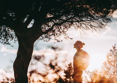 Frasi Sull Albero Della Vita Celebrare L Energia E La Rinascita