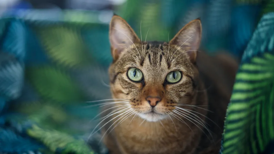 La folle histoire de Tino, le chat perdu du TGV Tarbes-Pari