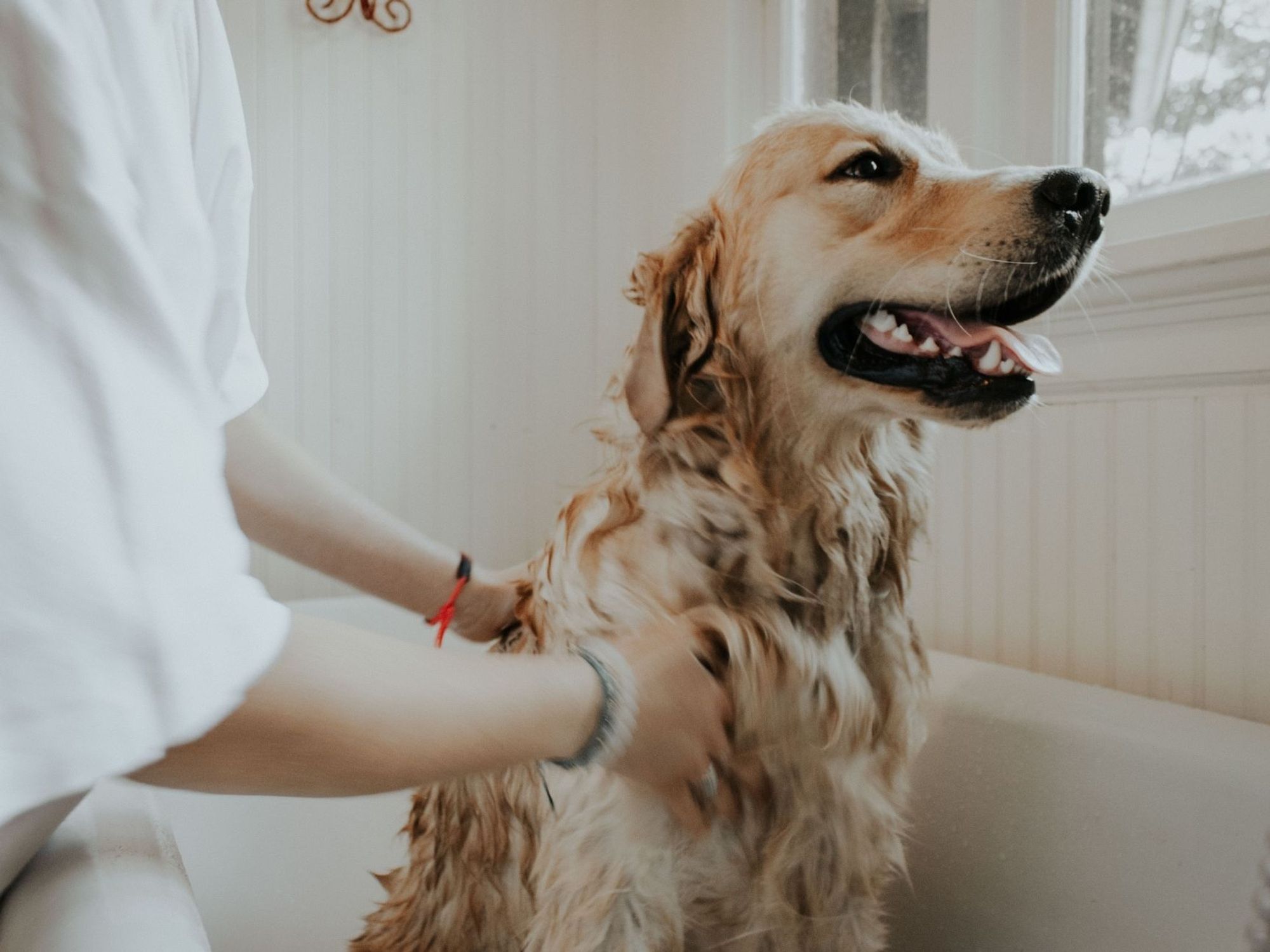 À quelle fréquence faut-il laver son chien?