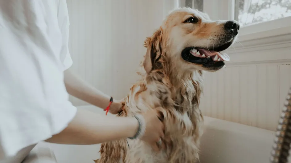 Animaux domestiques : à quelle fréquence faut-il laver son chien ?