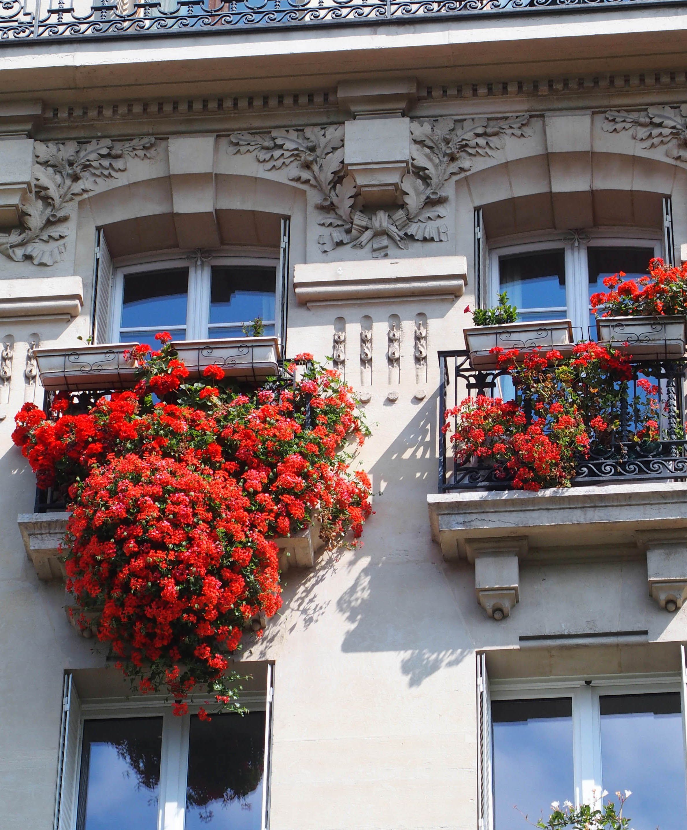 Quelles plantes grimpantes pour le balcon ?