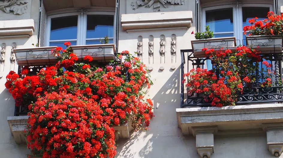 Quelles plantes grimpantes pour un balcon ?