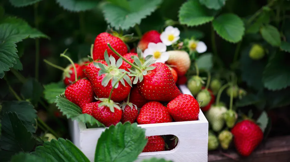 Comment choisir ses fraises et les cuisiner ?