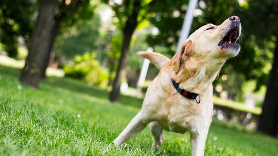 Ruhestörung! Hundebellen in Haus & Garten erlaubt?