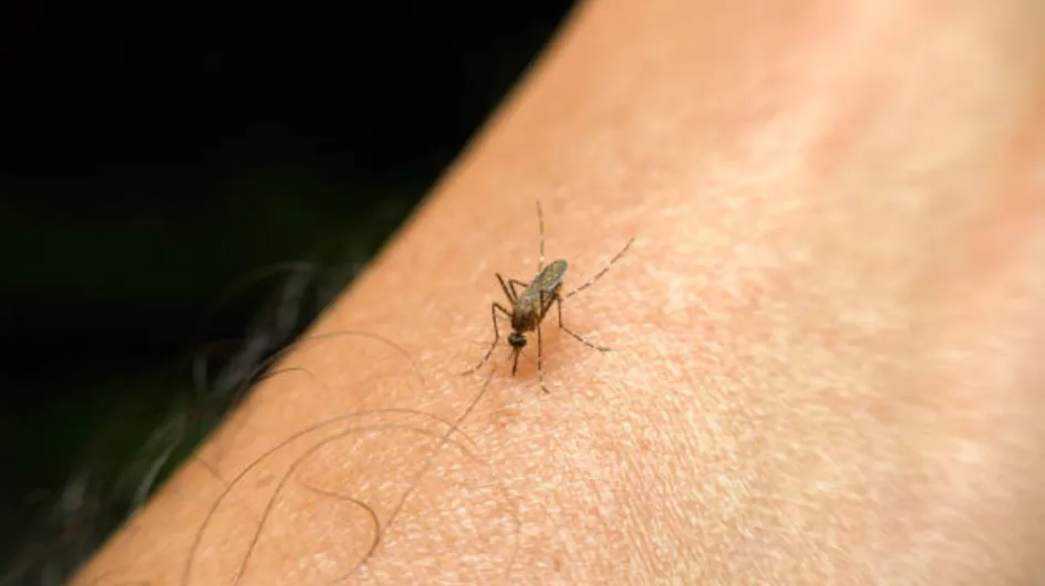 Rimedi naturali per punture di zanzare: come alleviare prurito e gonfiore
