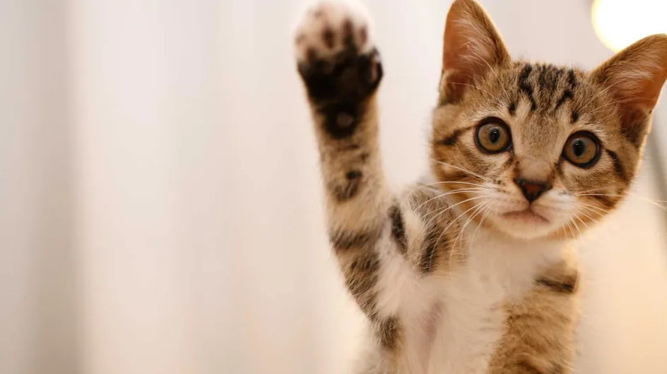 Katzenurin entfernen: Die besten Hausmittel gegen Geruch