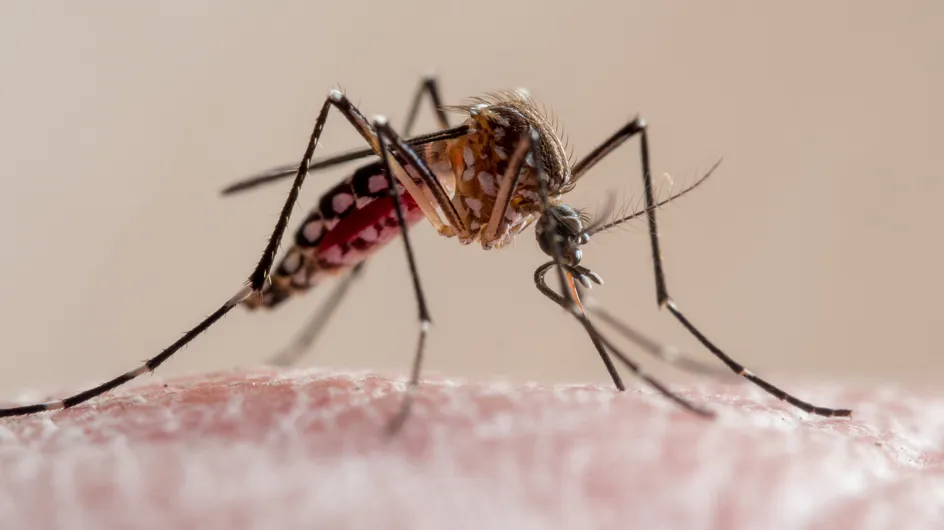 Piqûres de moustiques : cette erreur à ne surtout pas faire pour les soulager