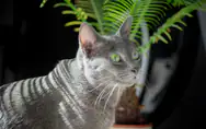 Ces 10 Plantes Toxiques Pour Votre Chat A Absolument Connaitre