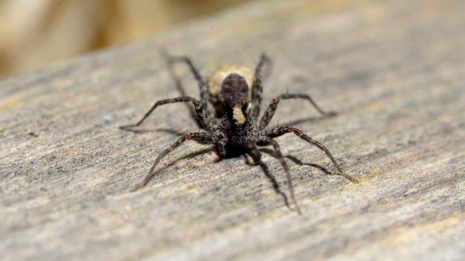 Nosferatu-Spinne Breitet Sich Aus: Wie Gefährlich Ist Sie?