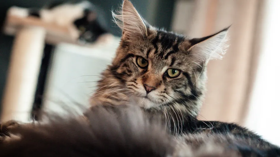 Animaux de compagnie : découvrez les 5 races de chats les plus calmes