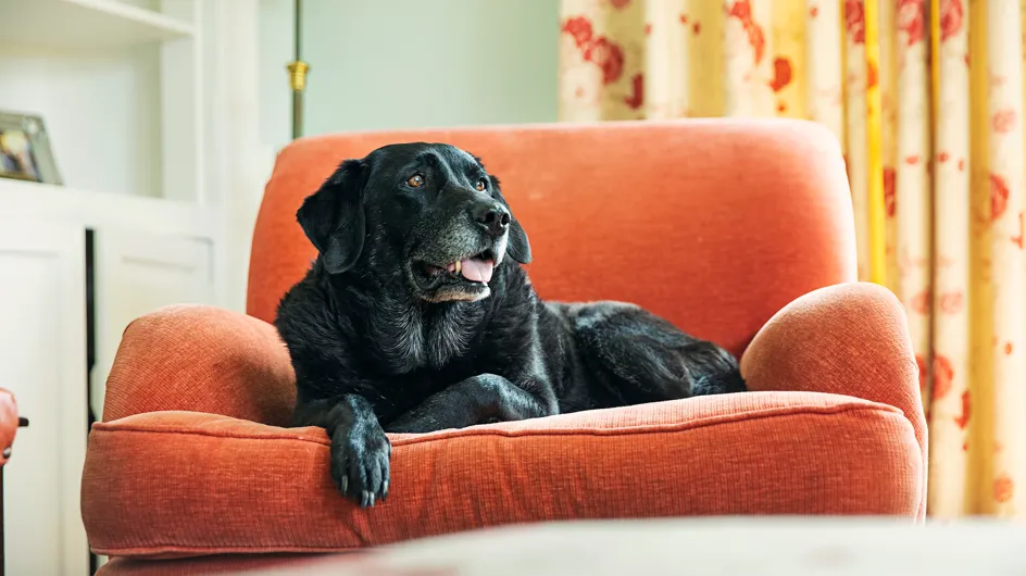 Animaux de compagnie : découvrez les 5 races de chiens qui vivent le plus longtemps