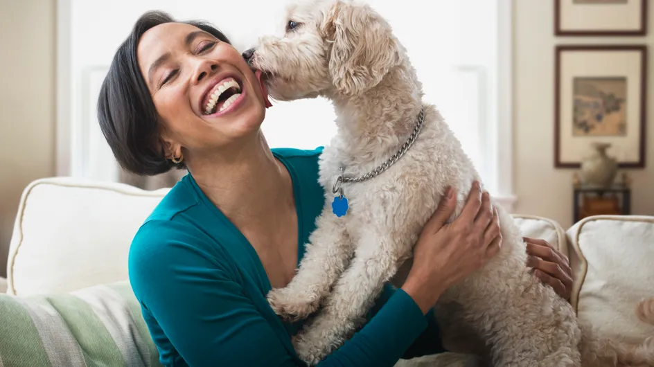 Animaux de compagnie : découvrez les cinq races de chiens les plus douces