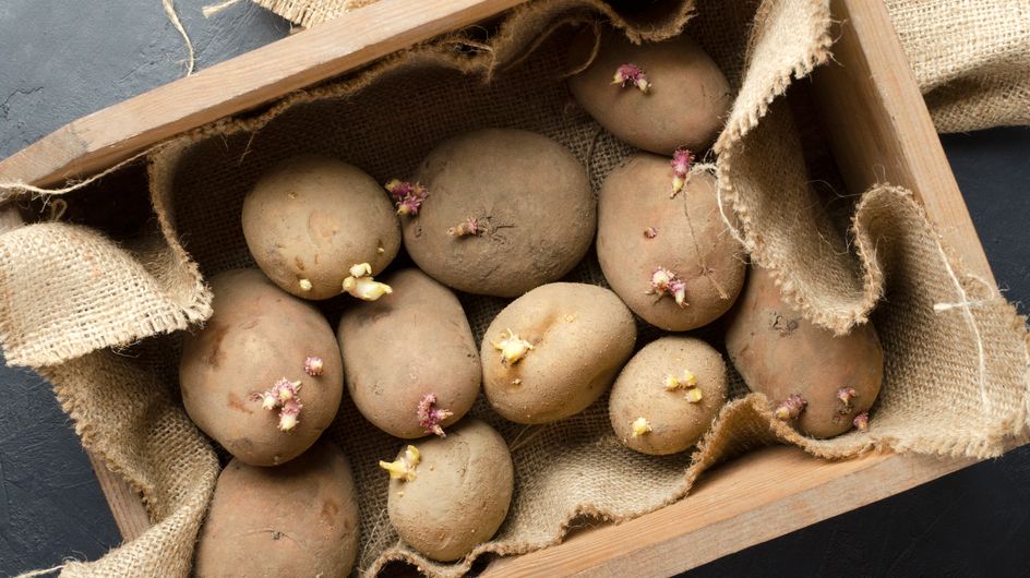 Alimentation : Peut-on manger des pommes de terre germées