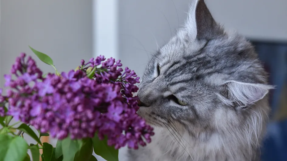 Ces 10 plantes toxiques pour votre chat à absolument connaître