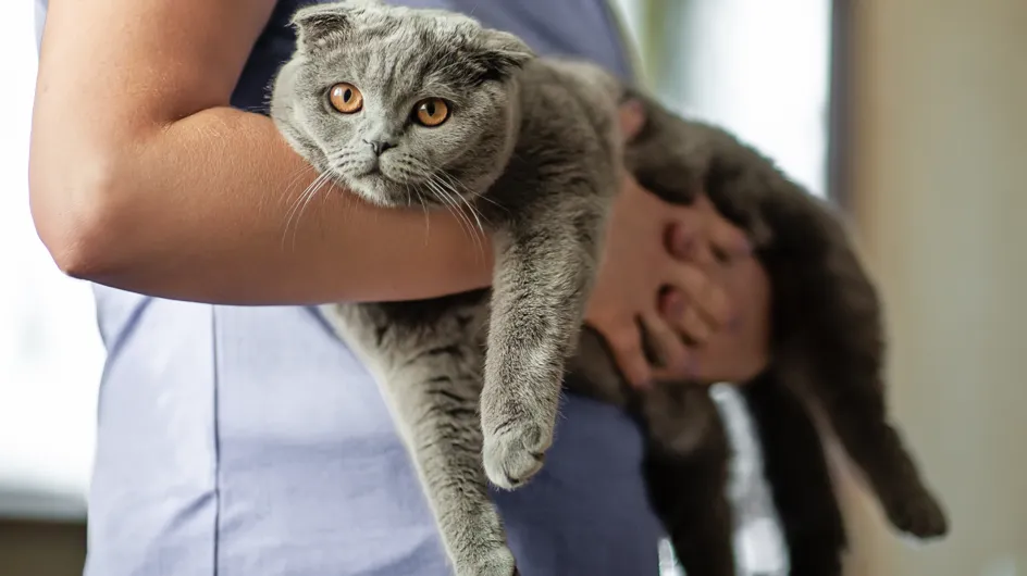 Leur chatte euthanasiée, la famille la retrouve vivante grâce à Instagram