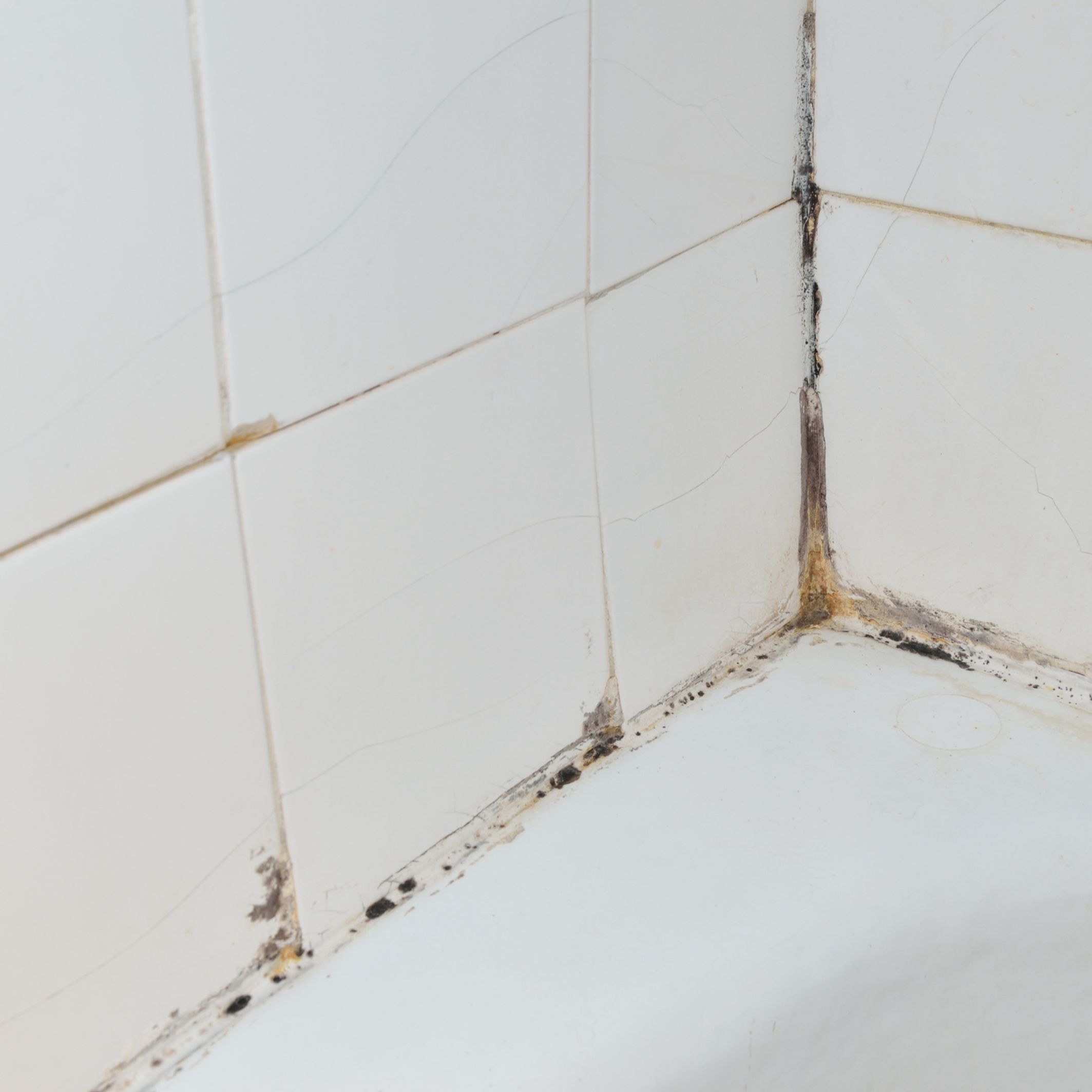 Comment enlever la moisissure dans la salle de bain : 5 astuces efficaces :  Femme Actuelle Le MAG