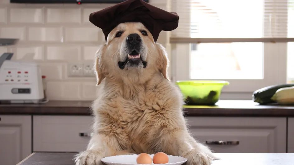 Découvrez les noms les plus donnés aux chiens inspirés par la cuisine