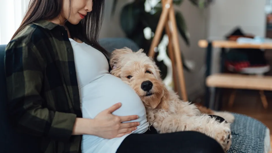 Comment bien préparer son chien à l’arrivée d’un bébé ?