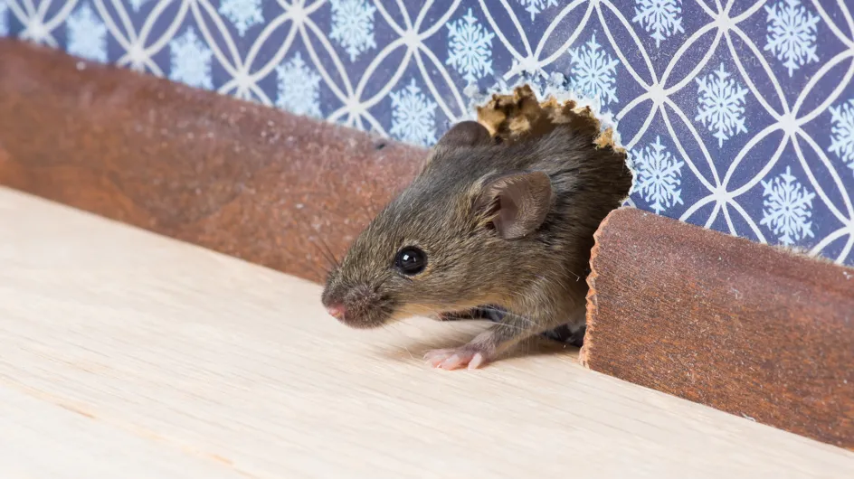L'astuce parfaite pour se débarrasser des souris… sans les tuer