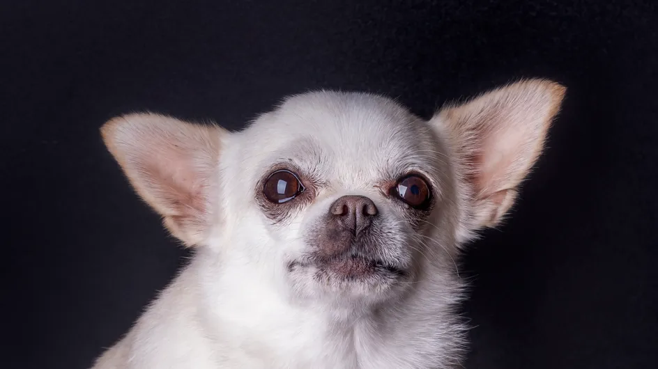 Chihuahua mort dans un sèche-linge : l'ado incriminée nie fermement