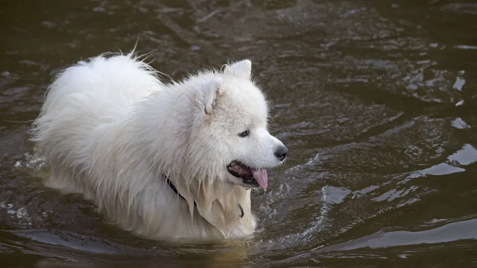 Drame : ils se jettent à l'eau pour sauver leur chien, et meurent dans l'accident