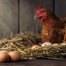La Science a tranché, on sait qui de l'œuf ou la poule est arrivé en ...