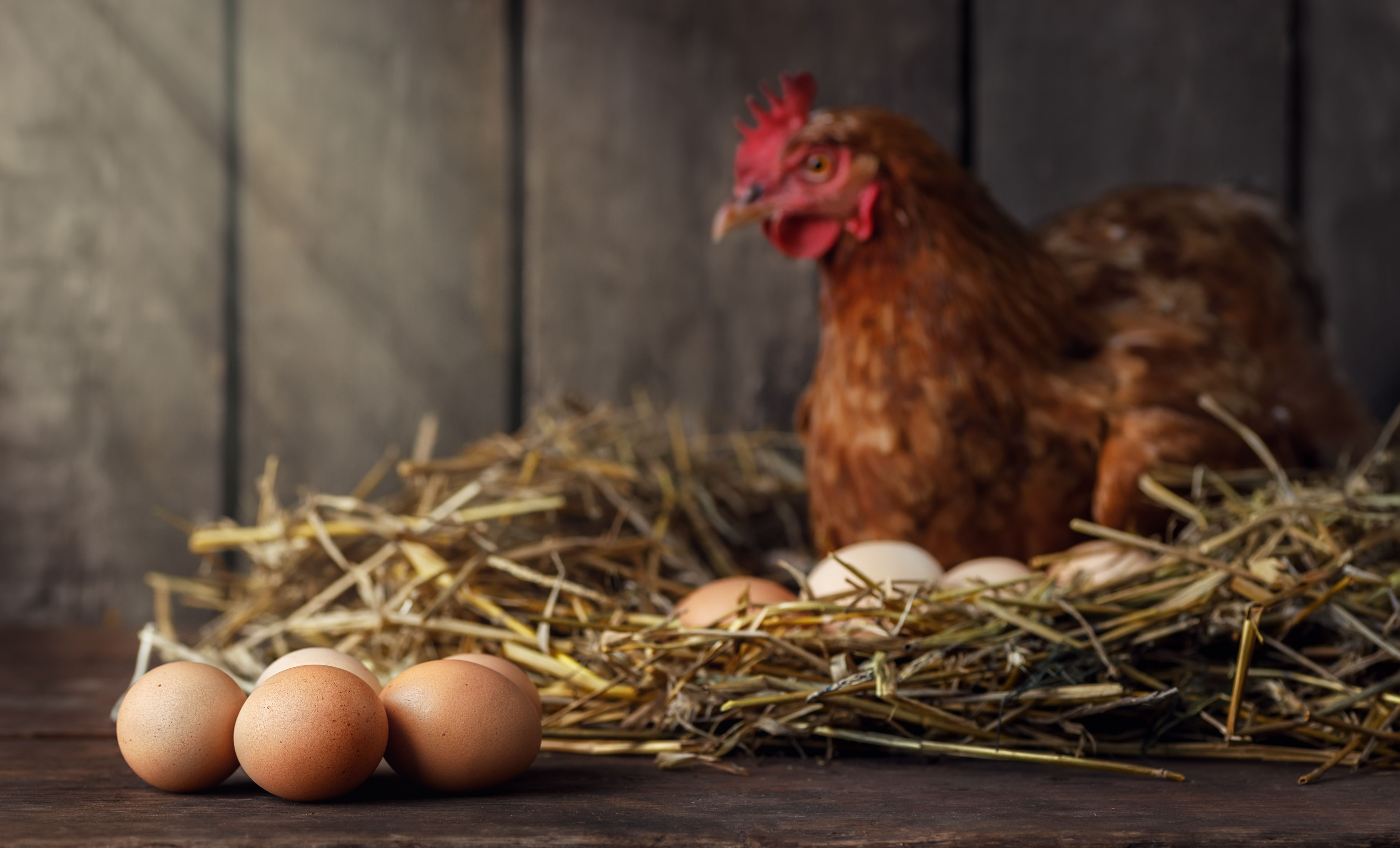 Connaissez-vous la différence entre un œuf blanc et un œuf brun ?