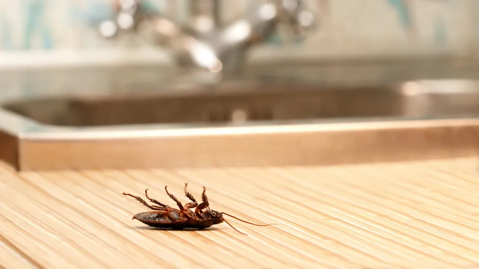 Ces petits signes cachés qui pourraient indiquer que votre logement est infesté d'insectes