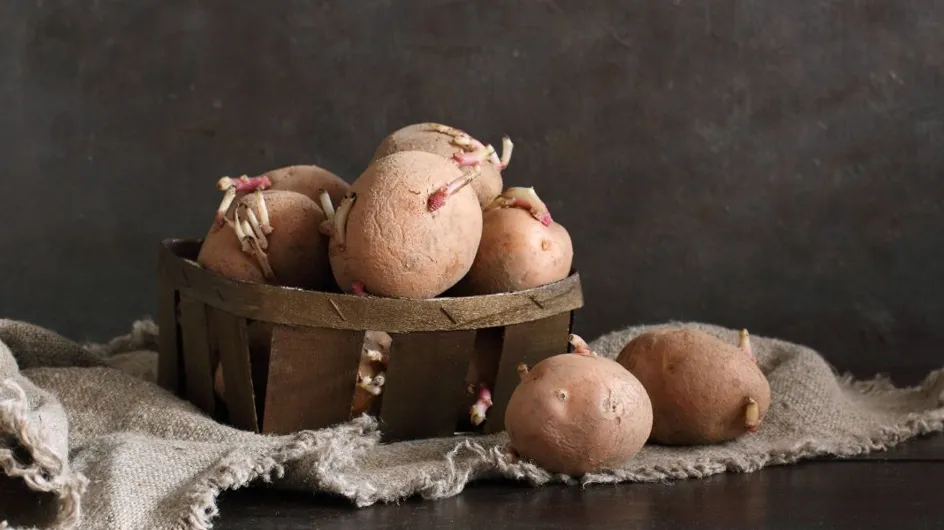 Peut-on manger des pommes de terre qui ont ramolli ?