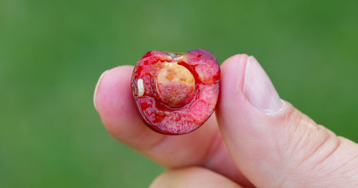 Comment savoir si nos cerises contiennent des vers
