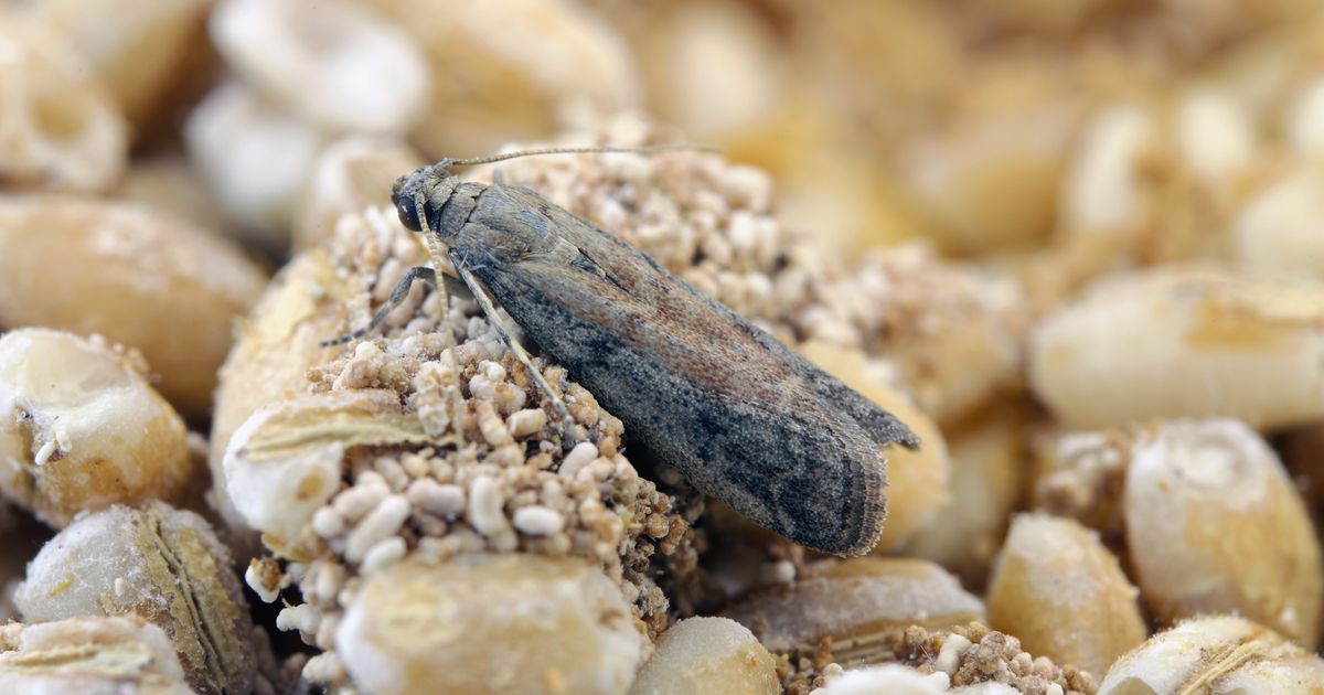Comment éviter les mites alimentaires