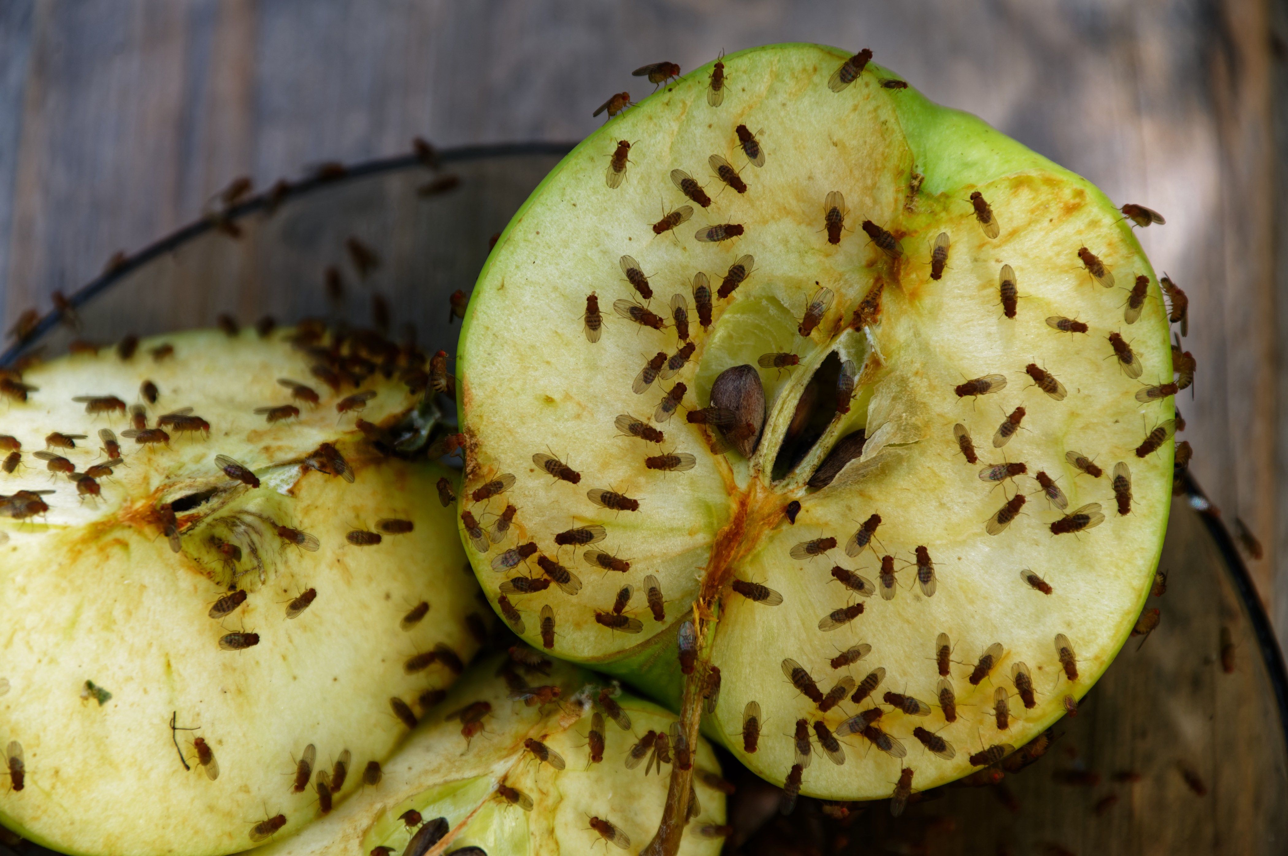 Comment se débarrasser des mouches à fruits?