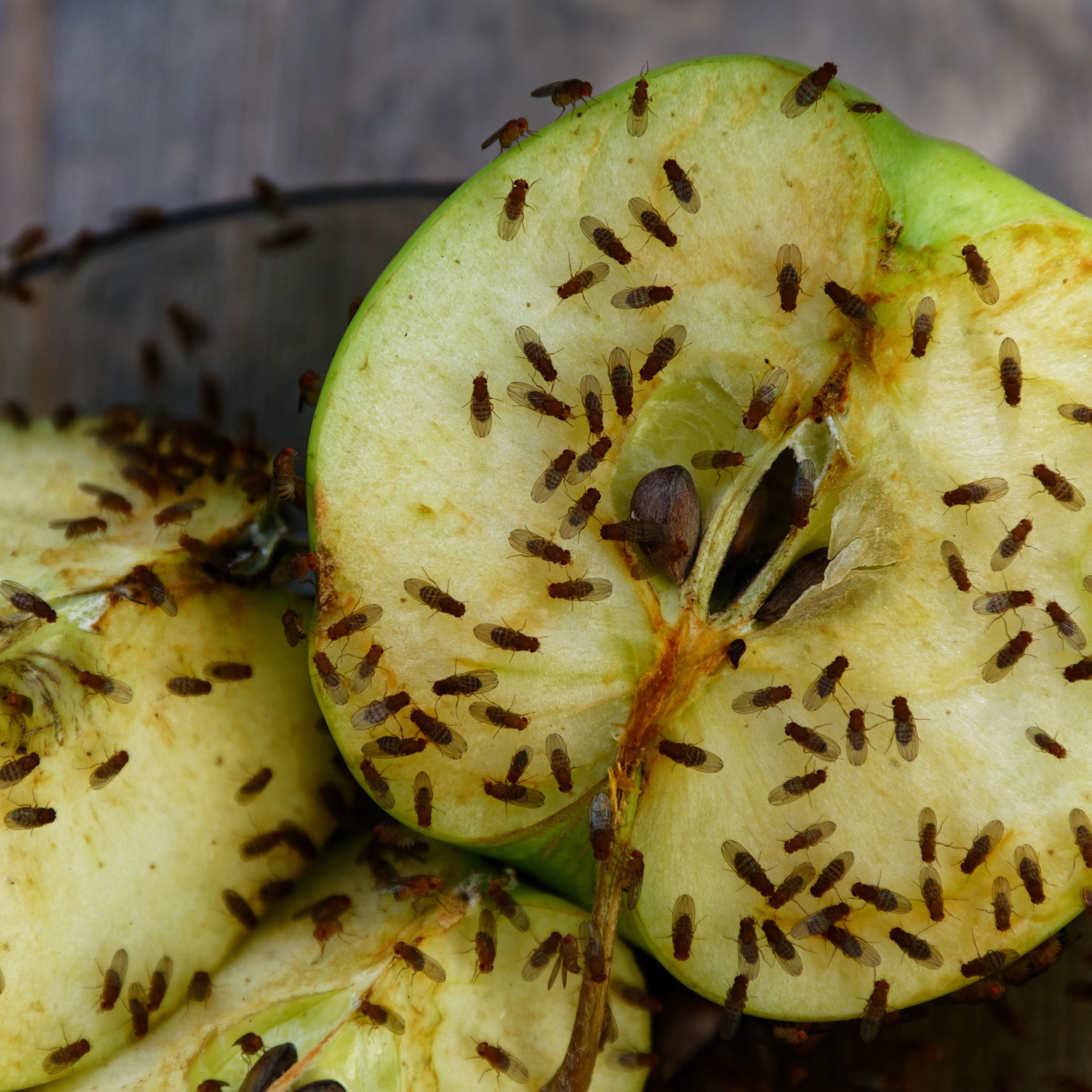 Comment se débarrasser des (maudites) mouches à fruits naturellement -  Écolo imparfaite