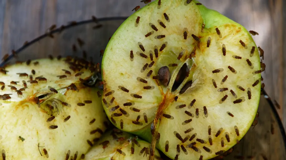 Se débarrasser des mouches à fruits : 3 méthodes naturelles testées et approuvées