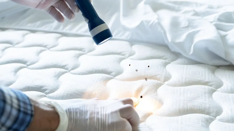 Punaises de lit : ce terrible fléau qui peut amener à de graves infections et à la mort