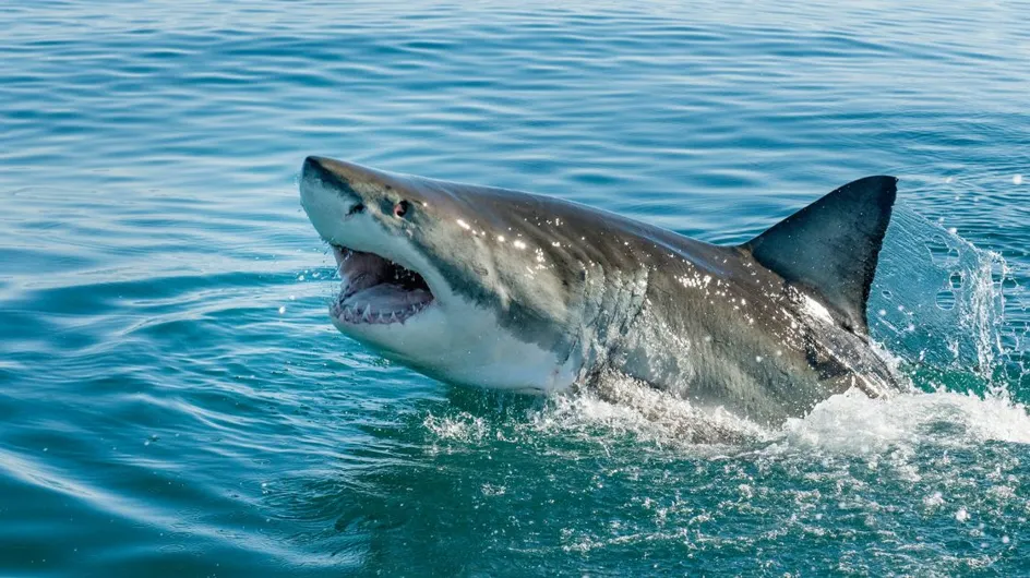 Vacances en France : plus de requin près des côtes à cause du réchauffement climatique ?