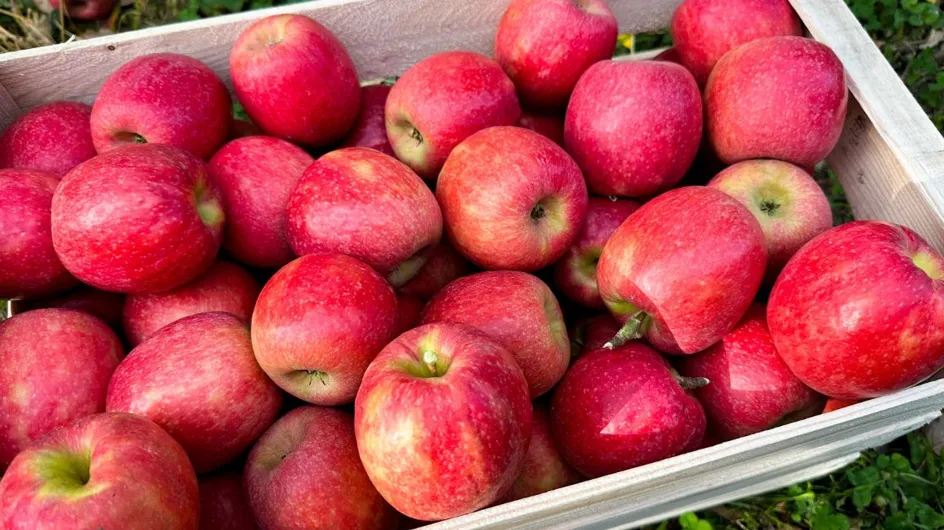 Ces pommes Pink Lady &quot;produites en France&quot; vendues chez Carrefour viennent du Chili !
